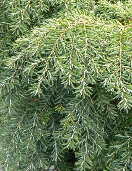 Tsuga canadensis 'Jeddeloh'