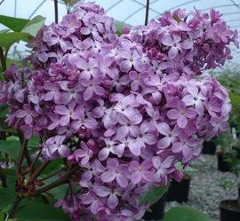 Syringa x hyacinthiflora 'Dark Knight'