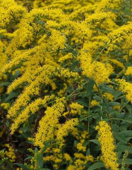 Solidago rugosa 'Fireworks'