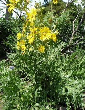 Silphium laciniatum