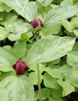 Trillium recurvatum