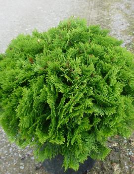 Thuja occidentalis 'Danica' (PP2861, COPF)