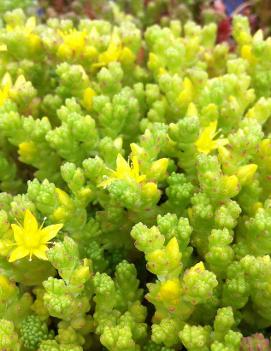 Sedum acre