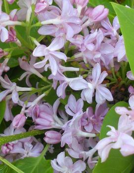 Syringa oblata var. dilatata 'Cheyenne'