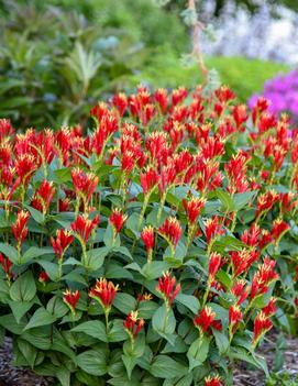 Spigelia marilandica 'Little Redhead'