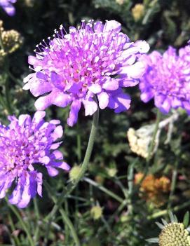 Scabiosa columbaria 'Butterfly Blue'