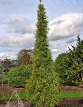 Sciadopitys verticillata 'Joe Kozey'