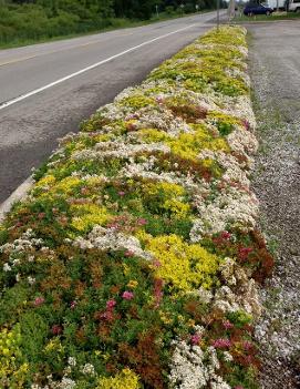 Sedum Vegetation Mats x Mixed Species