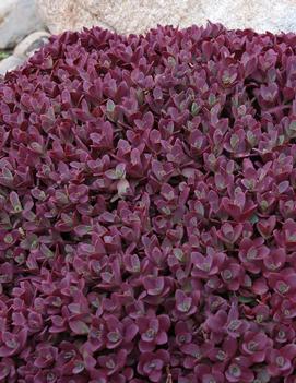 Sedum x 'Firecracker' (PP26595)