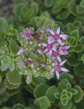 Sedum spurium 'Summer Glory'