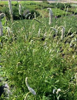 Sanguisorba tenuifolia var. parviflora