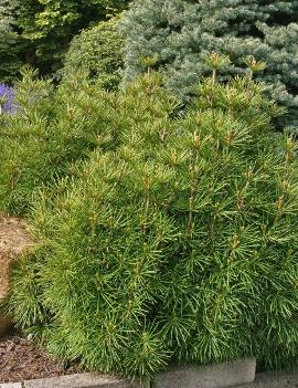 Sciadopitys verticillata 'Mitsch Select'