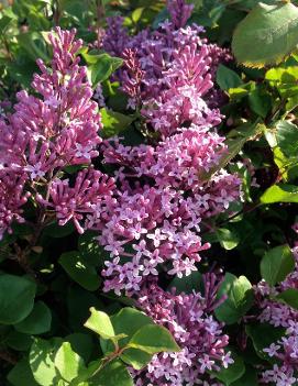 Syringa meyeri 'Palibin'