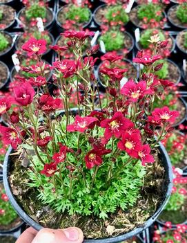 Saxifraga x Touran™ Scarlet ('Rocklet') (PP19000, CPBRAF)