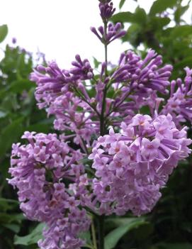 Syringa x prestoniae 'Isabella'