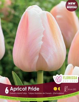 Tulip 'Apricot Pride'