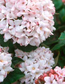 Viburnum x carlcephalum 'Cayuga'