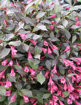 Weigela florida Midnight Wine Shine® ('SMNWFMS') (PP12217, COPF, CPBR2643)