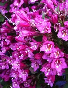 Weigela florida 'Java Red'