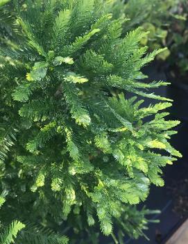 Taxodium distichum 'Peve Minaret'