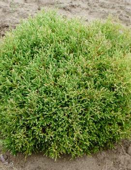 Thuja occidentalis 'Linesville'