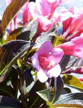 Weigela florida 'Tango'