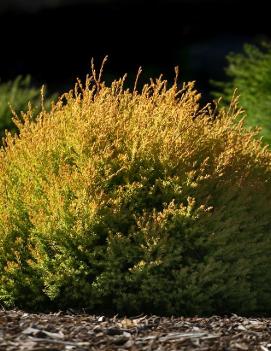 Thuja occidentalis 'Rheingold'