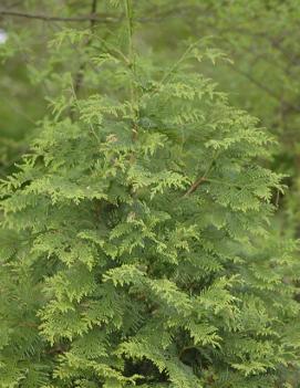 Thuja x 'Green Giant'