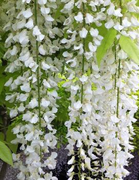 Wisteria floribunda 'Snow Showers'