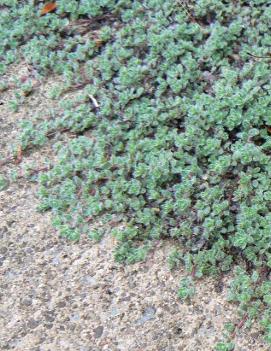 Thymus pseudolanuginosus