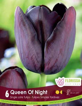 Tulip 'Queen of Night'