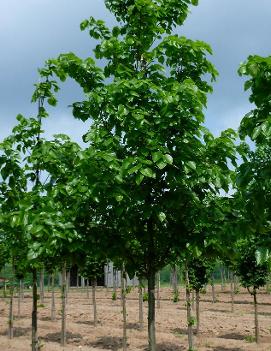 Tilia cordata Norlin® ('Ronald') (PP8239, COPF)