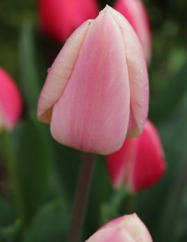 Tulip 'Apricot Delight'