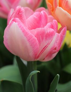Tulip 'Foxtrot'