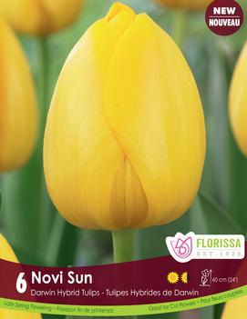 Tulip 'Novi Sun'