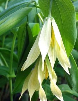 Uvularia grandiflora