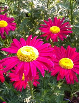 Tanacetum coccineum 'Robinson's Red'