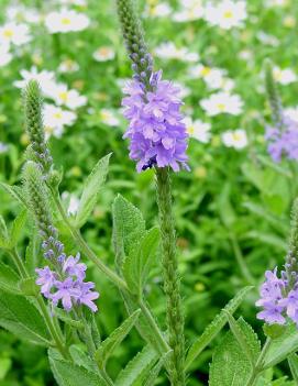 Verbena stricta