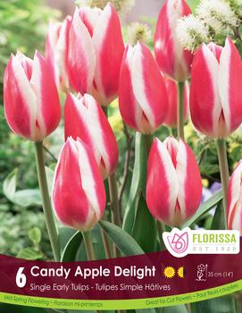 Tulip 'Candy Apple Delight'