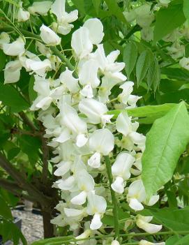 Wisteria floribunda 'Longissima Alba'