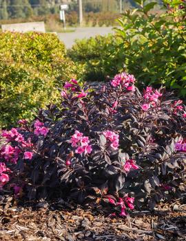 Weigela x Stunner® ('Spring 2') (USPPAF, CPBRAF)