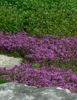 Thymus praecox 'Coccineus'