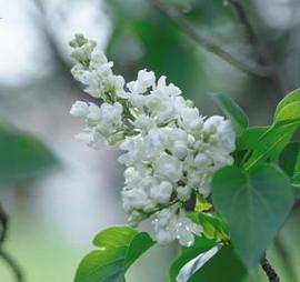 Syringa x vulgaris 'Bridal Memories'