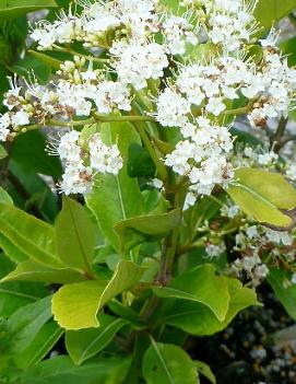 Viburnum cassinoides