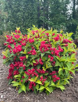 Weigela x Crimson Kisses® ('Slingco 1') (PPAF23654, CPBR5266)