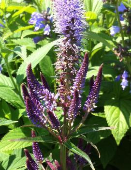 Veronicastrum virginicum 'Red Arrows'