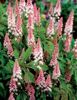 Tiarella x 'Pink Skyrocket' (PP13382, COPF)