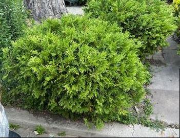 Thuja occidentalis 'Woodwardii'