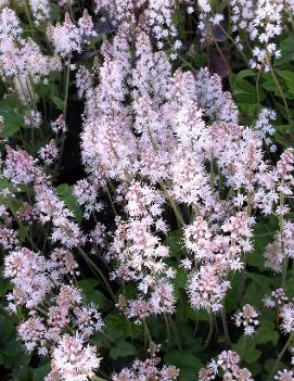 Tiarella cordifolia