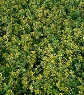 Thymus x citriodorus 'Aureus'